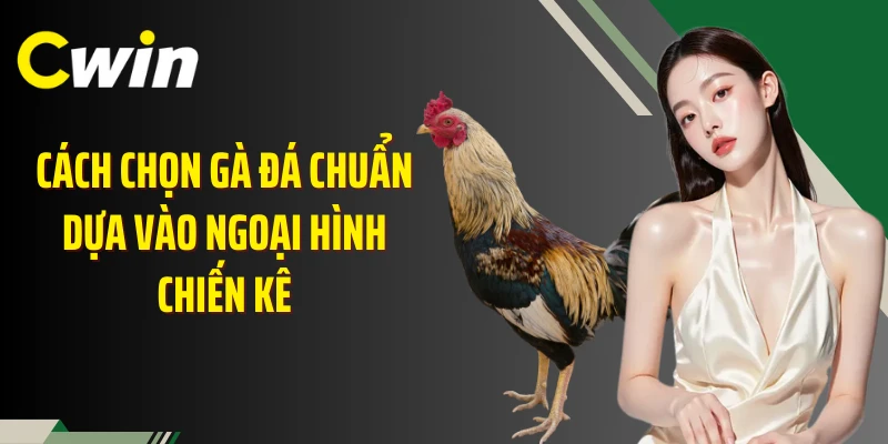 Cách chọn gà đá chuẩn dựa vào ngoại hình chiến kê