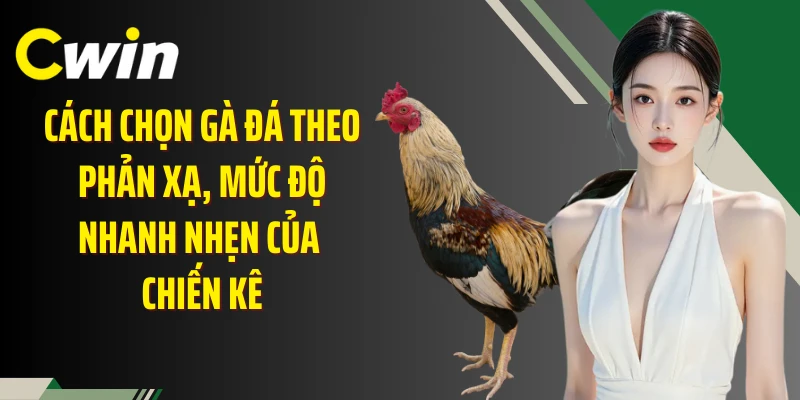 Cách chọn gà đá theo phản xạ, mức độ nhanh nhẹn của chiến kê