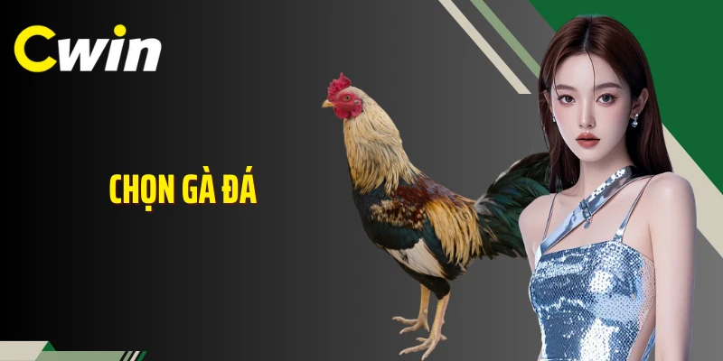 Chọn Gà Đá Cwin: Nhìn Ngoại Hình Bắt Thế Trận Chuẩn Xác