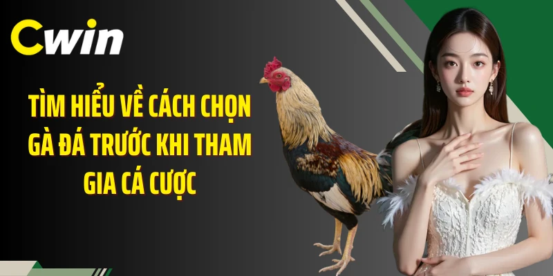Tìm hiểu về cách chọn gà đá trước khi tham gia cá cược